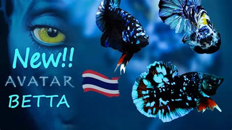 avatar betta fish price